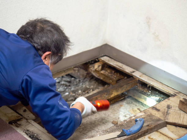 Best Affordable Mold Removal  in Simonton Lake, IN