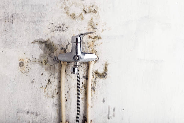 Best Black Mold Removal  in Simonton Lake, IN