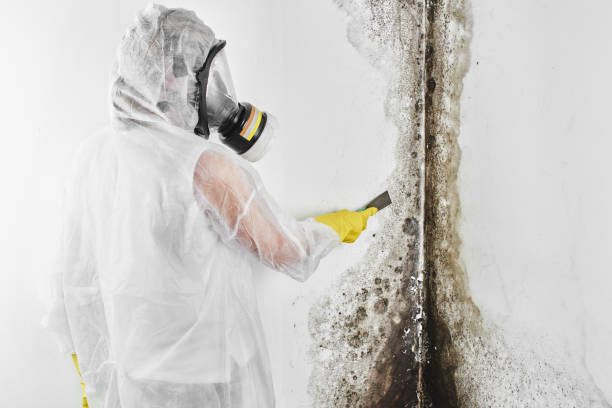 Best Fast Mold Removal  in Simonton Lake, IN