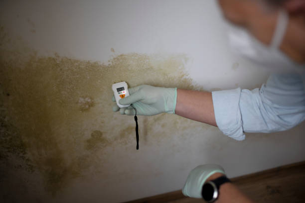Office Mold Removal Services in Simonton Lake, IN