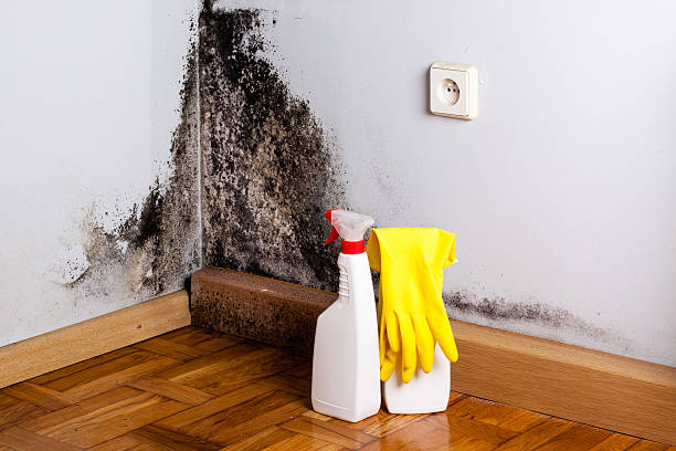 Attic Mold Removal in Simonton Lake, IN