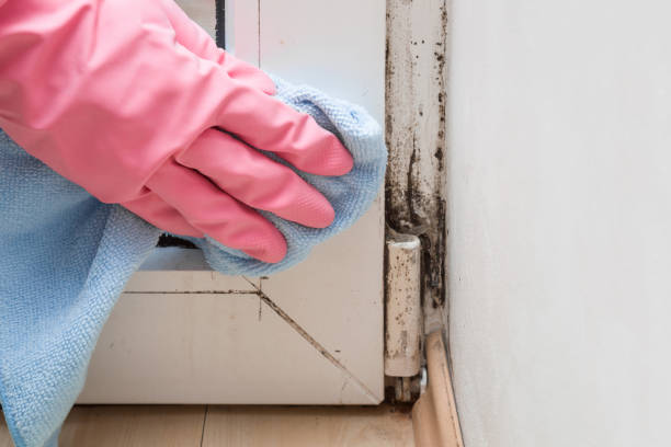 Best Same-Day Mold Removal  in Simonton Lake, IN