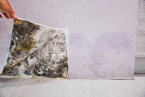 Best Certified Mold Removal  in Simonton Lake, IN